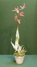 OR04 Spider Orchid Dark Pink in planter.